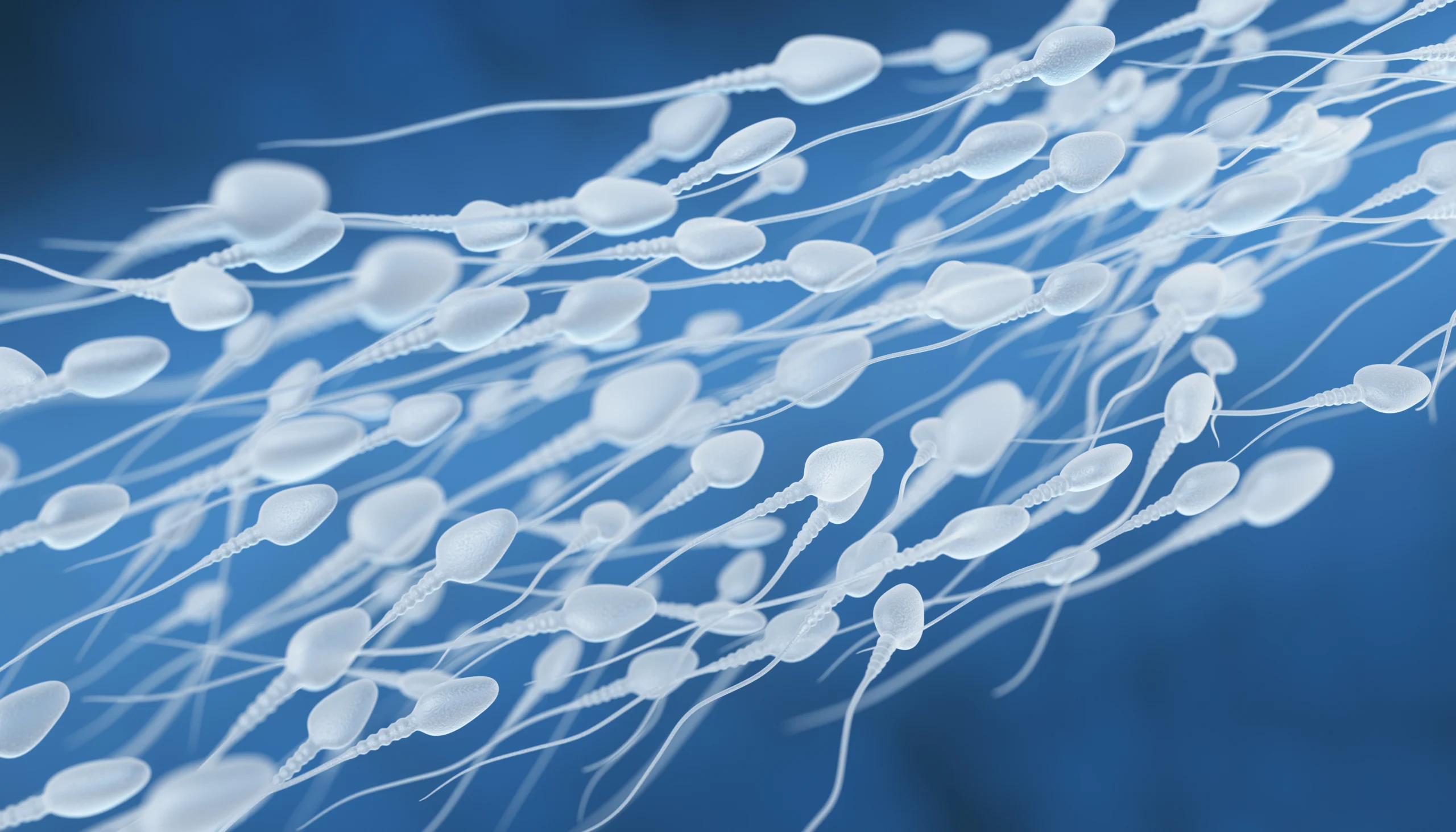 sperm swimming