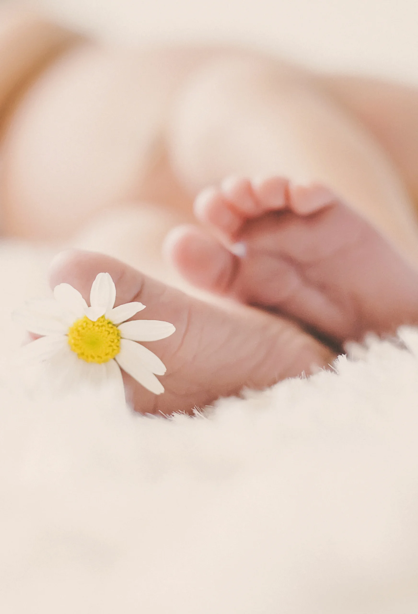 Baby feet with a daisy hanging on toes