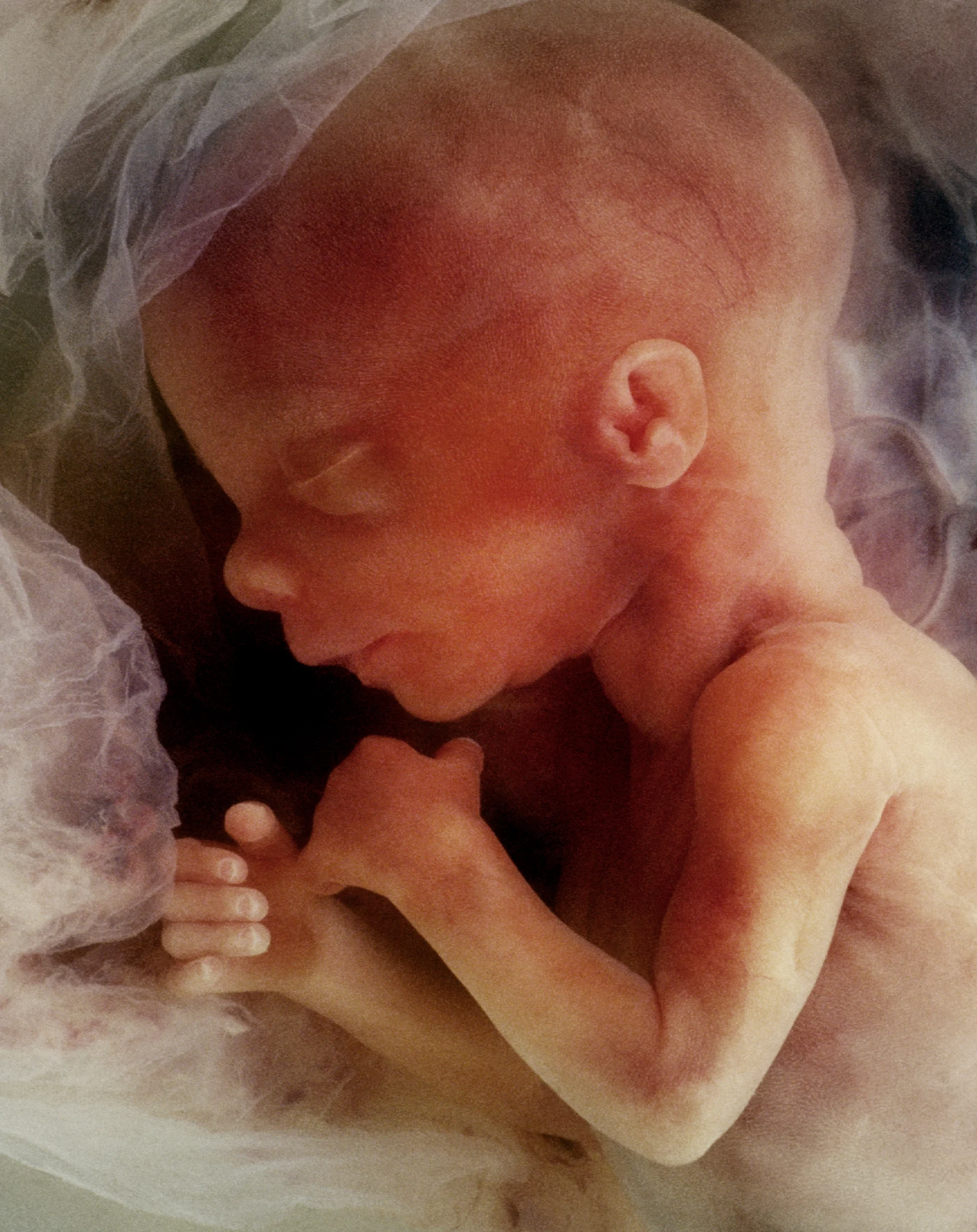 developing baby in the womb.